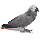Congo African Grey Parrot from The Aviarist