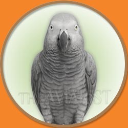 Congo African Grey Parrot from The Aviarist Seed Mix