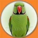 Alexandrine Raw Parrot from The Aviarist Seed Mix