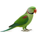 Alexandrine Raw Parrot from The Aviarist