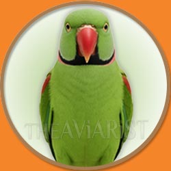 Alexandrine Raw Parrot from The Aviarist Seed Mix