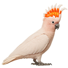 Big Parrot from The Aviarist