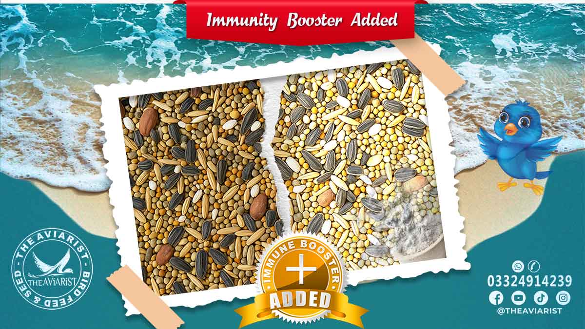 Bird Seed Mix With Immunity Booster Enzymes