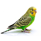 A Budgerigar (budgie) from The Aviarist