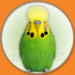 Sun Conure for The Aviarist Seed Mix