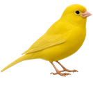 Singing Canary Bird from The Aviarist