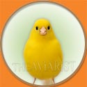 Singing Canary Bird from The Aviarist Seed Mix