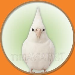 Cockatiel from The Aviarist Seed Mix