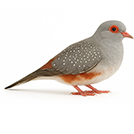 Diamond Dove from The Aviarist