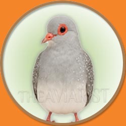 Diamond Dove from The Aviarist Seed Mix