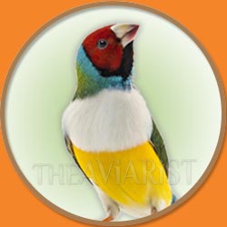 Gouldian Finch from The Aviarist Seed Mix
