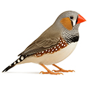 Gouldian Finch from The Aviarist