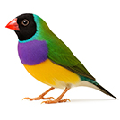 Gouldian Finch from The Aviarist