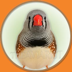Finch from The Aviarist Seed Mix