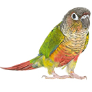  Green Cheek Conure from The Aviarist