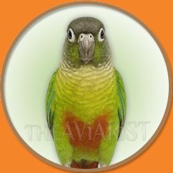 Green Cheek Conure from The Aviarist Seed Mix