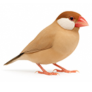 Java from The Aviarist