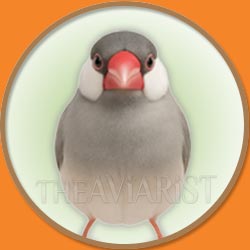 Java from The Aviarist Seed Mix