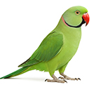 Indian Ring Neck Parrot from The Aviarist