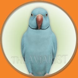 Indian Ring Neck Parrot Picture from The Aviarist Seed Mix
