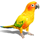 Sun Conure from The Aviarist